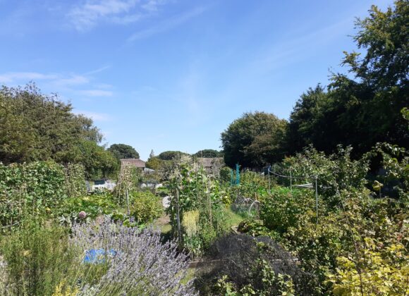 Allotments