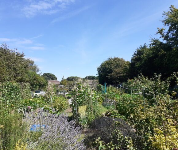 Allotments