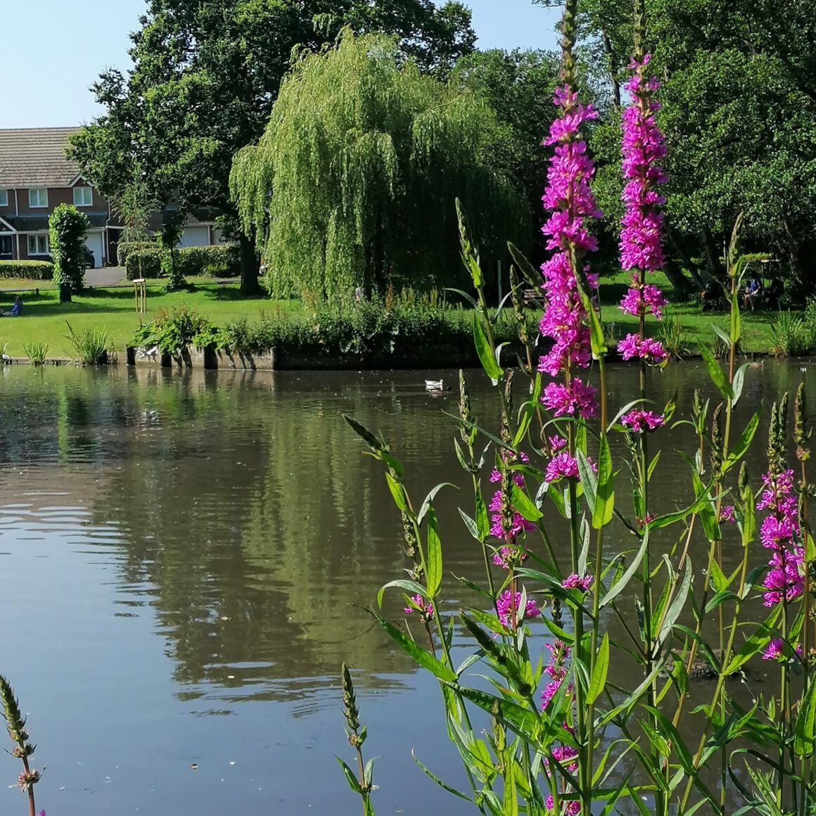 Ballard Water Meadow