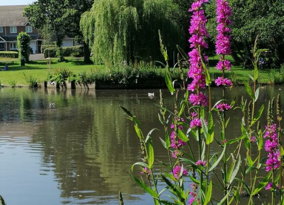 Ballard Water Meadow