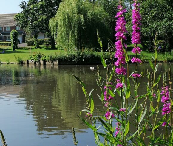 Ballard Water Meadow