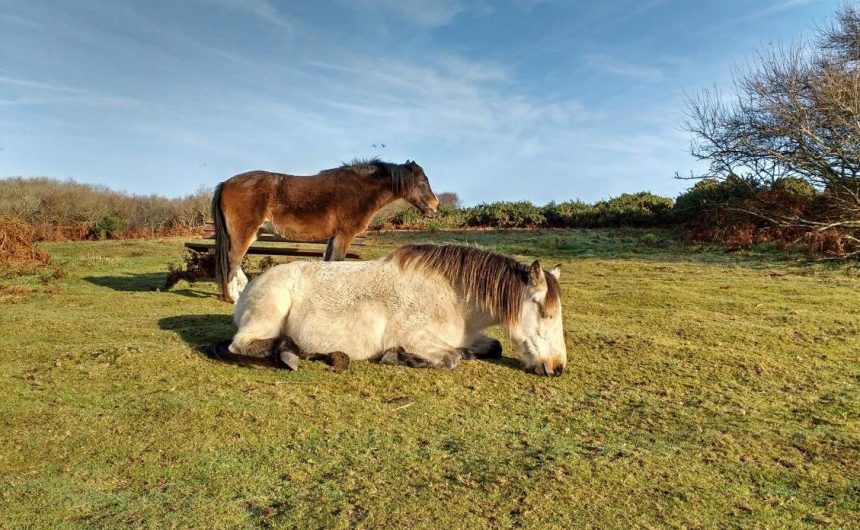 qwer New Forest ponies