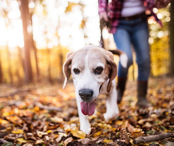 Notice to Dog Owners & Dog Walkers