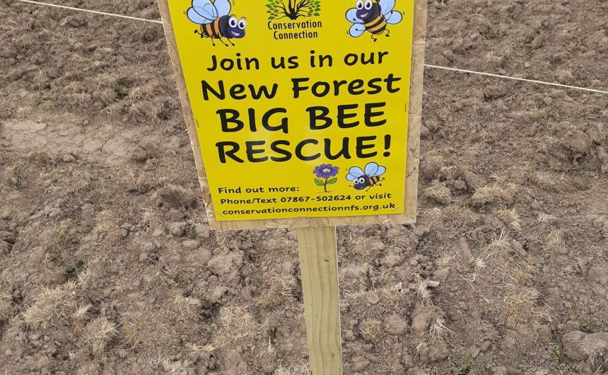 20210501_105259 NEW MILTON’S BIG BEE RESCUE