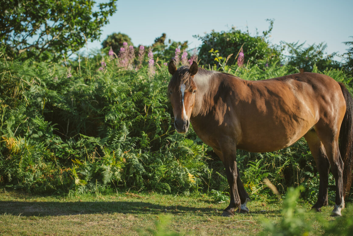 New Forest Public Spaces Protection Order