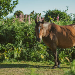 New Forest Public Spaces Protection Order