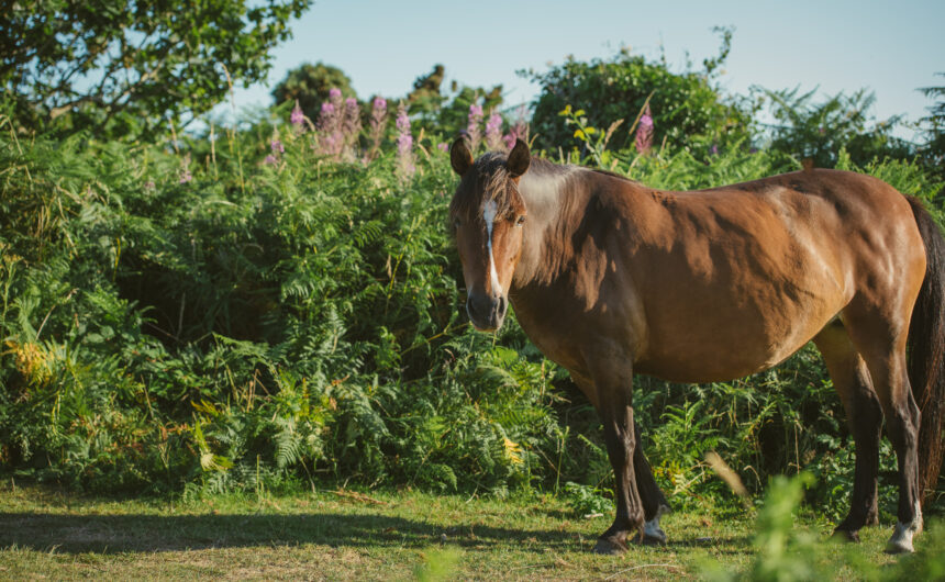 New Forest Public Spaces Protection Order