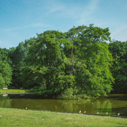An image of Ballard Lake with trees in the background and grass in the foreground