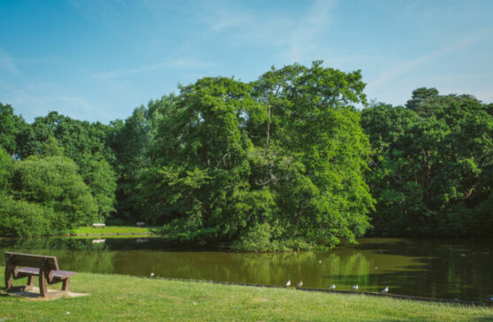 An image of Ballard Lake with trees in the background and grass in the foreground