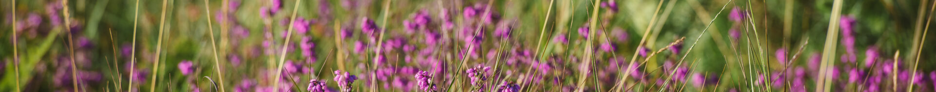 Barton Common purple heather on grass heathland