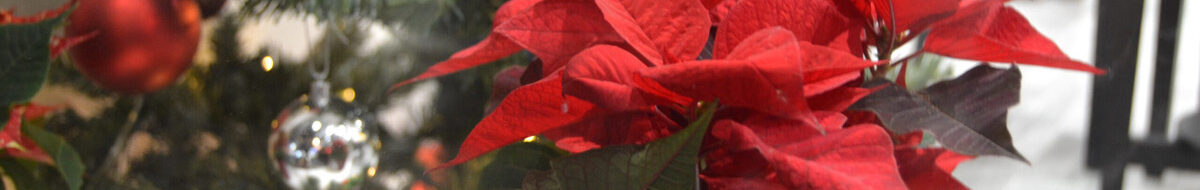 A red poinsettia with Christmas decorations in the background depicting a Christmas theme