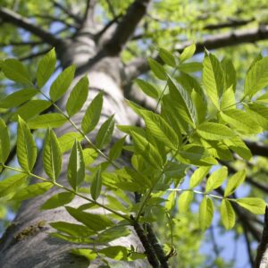 Tree Works Notice