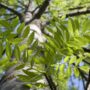 Tree Works Notice