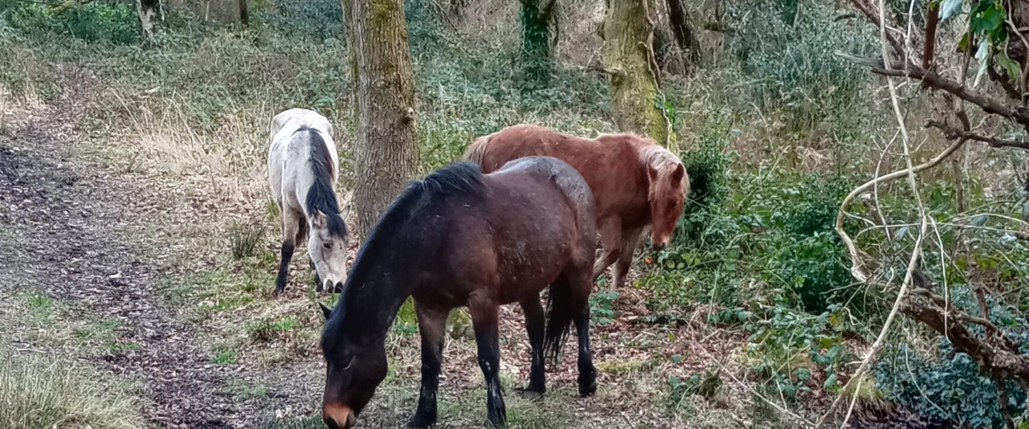 3 New Forest Ponies grazing at Barton Common