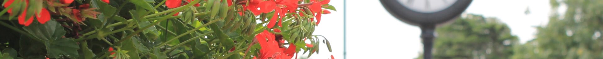 Red geraniums in the forefront and the Memorial Clock in the back ground