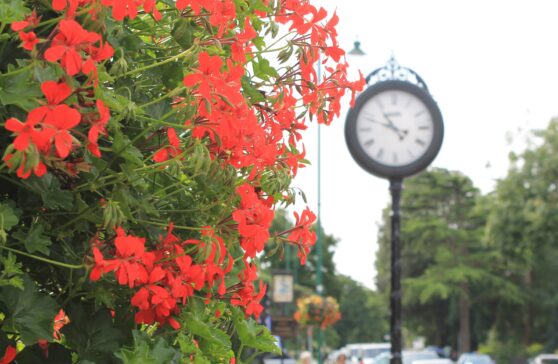 Red geraniums in the forefront and the Memorial Clock in the back ground