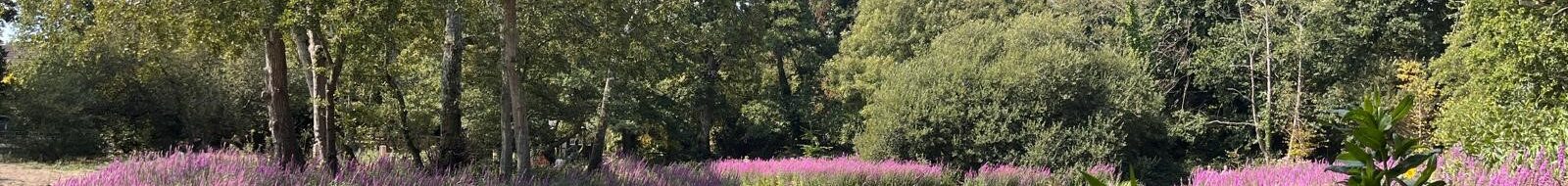 Ballard Lake showing the island and surrounding wildflowers